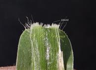  Ligule